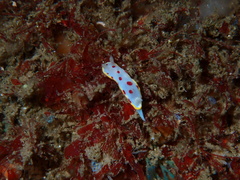 Goniobranchus hunterae