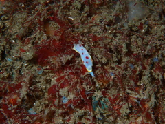 Goniobranchus hunterae
