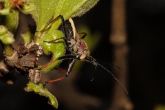 Rhynocoris erythrocnemis