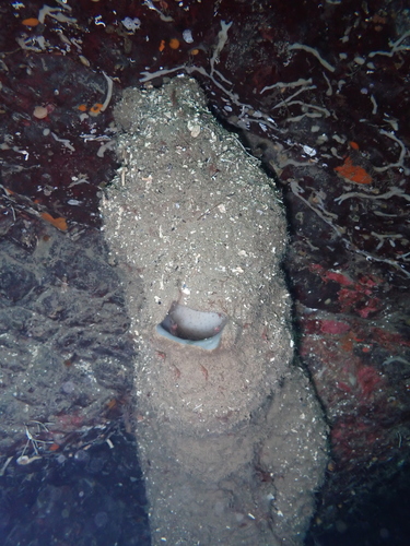 Boot Sponge