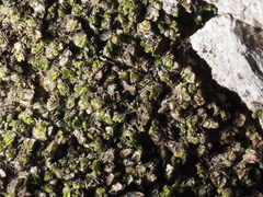 Frullania catalinae