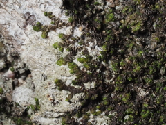 Frullania catalinae