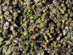 Frullania catalinae