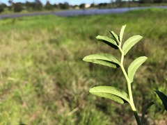 Lobelia concolor