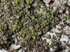 Frullania catalinae