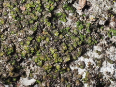 Frullania catalinae