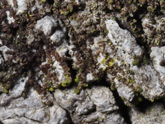 Frullania catalinae