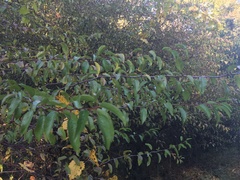 Prunus angustifolia image