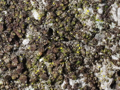 Frullania catalinae