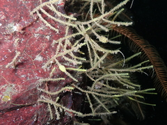 Grammaria