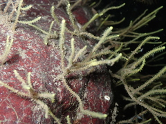 Grammaria