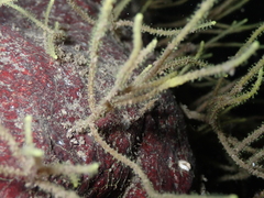 Grammaria