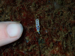 Goniobranchus hunterae