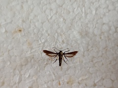 Negotinthia myrmosaeformis