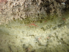 Heptacarpus kincaidi