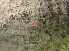 Heptacarpus kincaidi