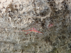 Heptacarpus kincaidi