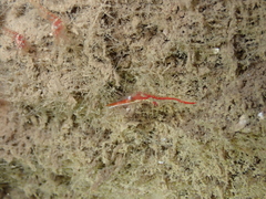 Heptacarpus kincaidi