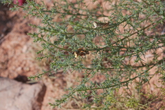 Melanoplus glaucipes