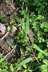 Persicaria praetermissa