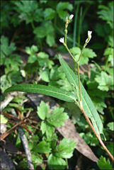 Persicaria praetermissa