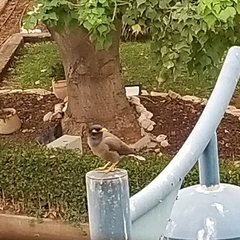 Acridotheres tristis