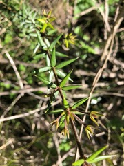 Alyxia ruscifolia