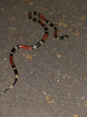 Micrurus laticollaris