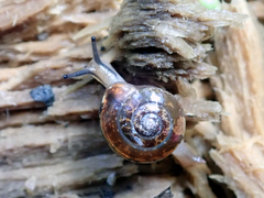 Nitor circumcinctus