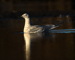 Larus delawarensis