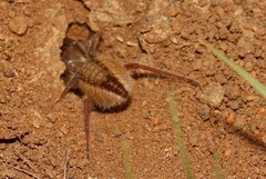 Solpuginae