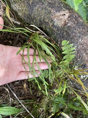 Psilotum complanatum