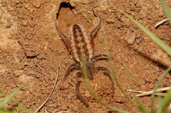 Solpuginae