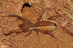 Solpuginae