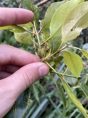 Metrosideros macropus