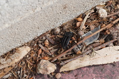 Alphasida holosericea