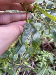 Philodoria splendida