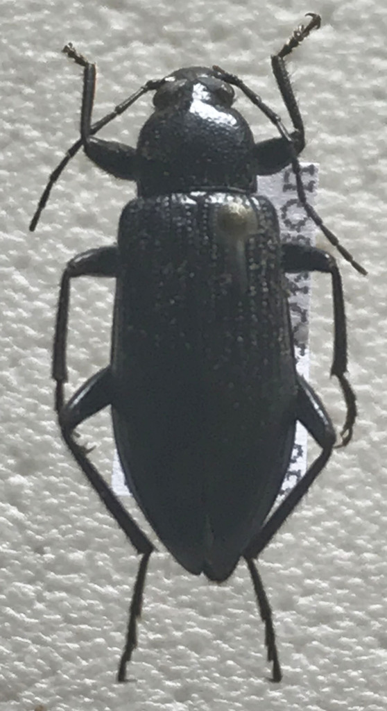 Metistete nitida