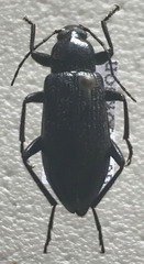 Metistete nitida