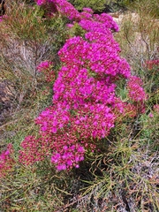 Verticordia monadelpha