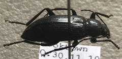 Metistete nitida
