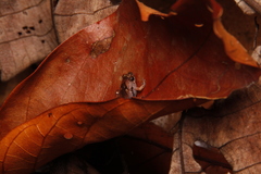 Microhyla nepenthicola