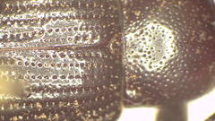 Metistete nitida
