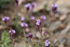 Linaria amethystea