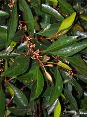 Planchonella obovata