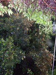 Planchonella obovata