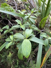 Kadua