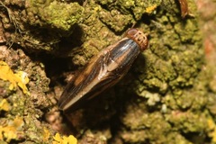 Peplomyza
