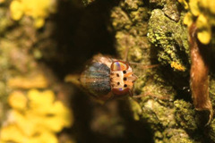 Peplomyza