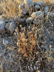 Erigeron lonchophyllus